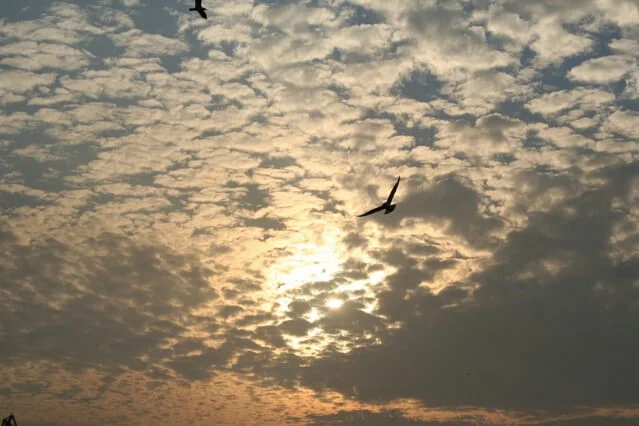 bird flying through the sky to represent laissez-faire economics