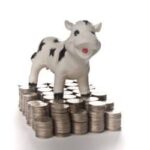 cash cow